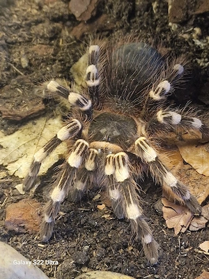 Acanthoscurria Geniculata - Weißknie Vogelspinne