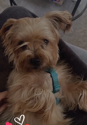 Neues Zuhause gesucht 