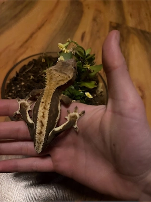 Kronengecko Jungtier 