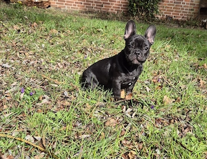 Französische Bulldoggen Welpen blue and tan und black mit Papieren, abgabebereit