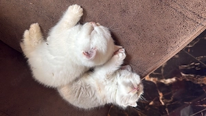  Wunderschöne Britisch Kurzhaar Kätzchen   abgabebereit 