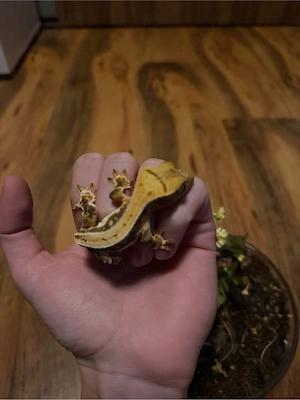 Verkaufe Kronengecko Jungtier 