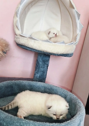 BKH Katerchen Bild 4