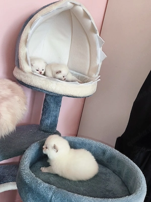 BKH Katerchen Bild 3