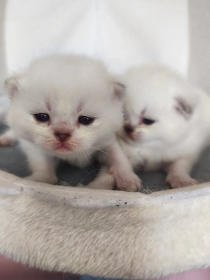 BKH Katerchen Bild 10