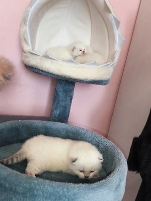 BKH Katerchen Bild 7