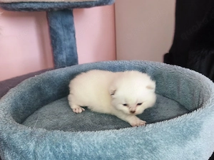 BKH Katerchen Bild 8