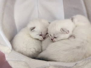 BKH Katerchen Bild 5