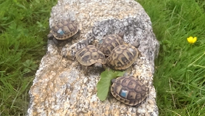 kleine griechische Landschildkröten