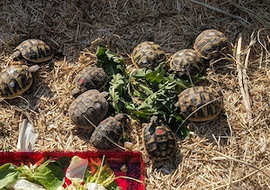 griechische Landschildkröten, Testudo hermanni boettgerie