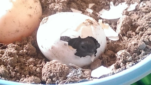 griechische Landschildkröten, Testudo hermanni boettgerie