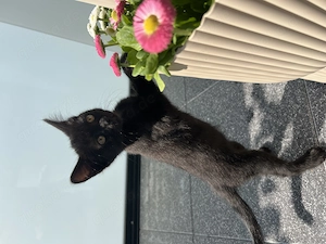 Bkh x Russisch blau x Siam Kitten 