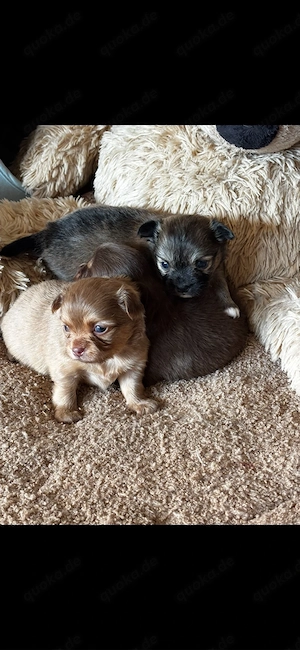 Chihuahua Welpen langhaarig