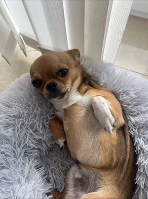 Wir suchen ein neues zu Hause für unseren Kleinen