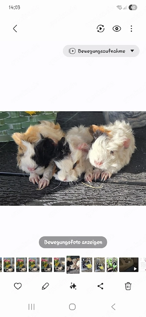 Meerschweinchen Lunkarya 