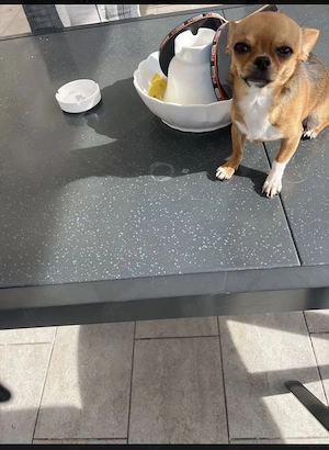 Wir suchen ein neues zu Hause für unseren Kleinen