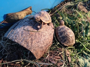 Griechische Landschildkröte Testudo hermanni hermanni (THH)
