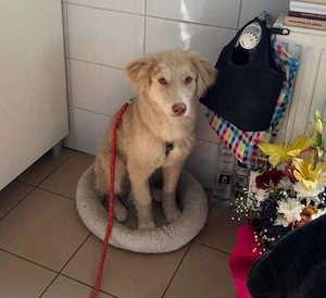 Rocky, lieber Welpe sucht neues Zuhause