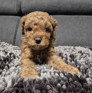 3 Reinrassige Toypudel Welpen (Rüde)