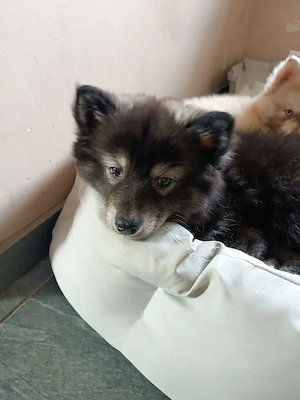 Pomsky F2 Pomeranian - Sibirscher Husky Welpen 