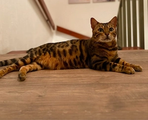     Traumhafte Bengal-Dame (5 Jahre)   verschmust, kinderlieb & hundefreundlich sucht Herzenszuhause