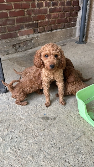 Süße Zwerpudel m w in red fawn suchen liebe Adoptieveltern.