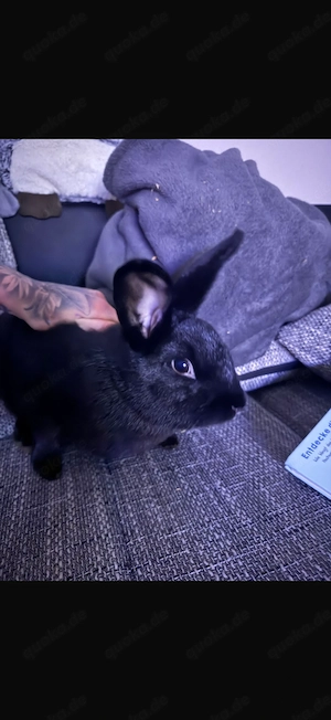 Kaninchen Pärchen sucht schönes zu Hause  Bild 2