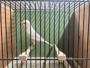 Kanarienvögel Weiß rezessiv  