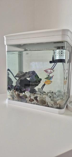 Fische 4 Aquarienfische zu verschenken