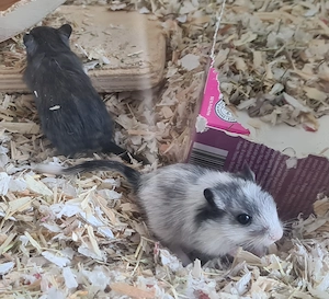 Rennmaus Rennmäuse Nachwuchs