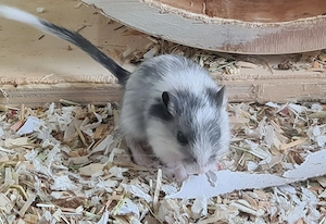 Rennmaus Rennmäuse Nachwuchs
