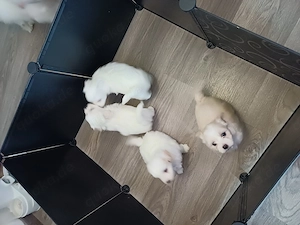 Bichons-Welpen Weiße