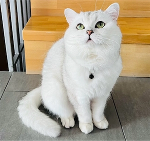 Erfahrener BKH Deckkater