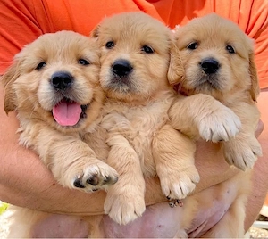 Golden Retriever welpen