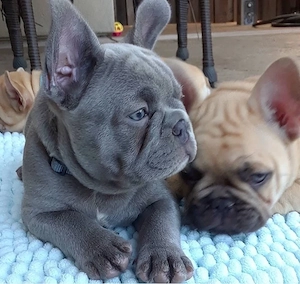 Französische Bulldogge Welpen Bild 4