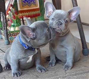 Französische Bulldogge Welpen Bild 3