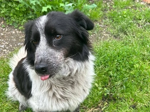 Freundliche Enka sucht ihr Zuhause