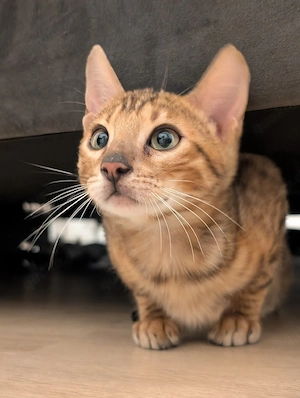 Bengalkater Batman, 25.09.2025, gechippt, kastriert, brown spotted tabby