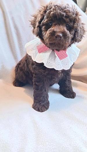 Lea, Mini Aussiedoodle mit Ahnentafel (Endgröße ca 37 cm) sucht ab dem 17.4 ein Zuhause 
