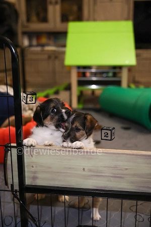 Jack Russell Terrier Welpen mit Titer und Verstand