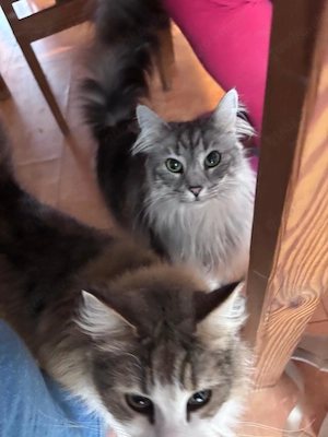 2 Norwegische Waldkatzen 