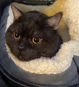 BKH Kater abzugeben Britisch Kurzhaar