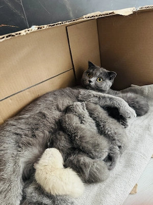 Liebevolle BKH-Bärchen suchen ein Zuhause! 