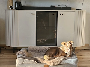 Old english bulldoge