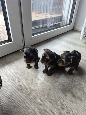 Verkaufe Süse Welpen