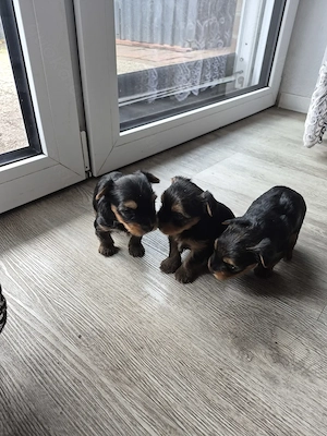 Verkaufe Süse Welpen Bild 2