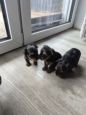Verkaufe Süse Welpen Bild 3