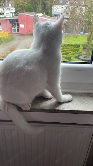  Meine Katze sucht eine neue Zuhause, 