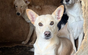 Schüchterne Zara mit blondem Fell