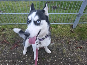 Liebevolles Zuhause für Husky-Hündin Laika gesucht   